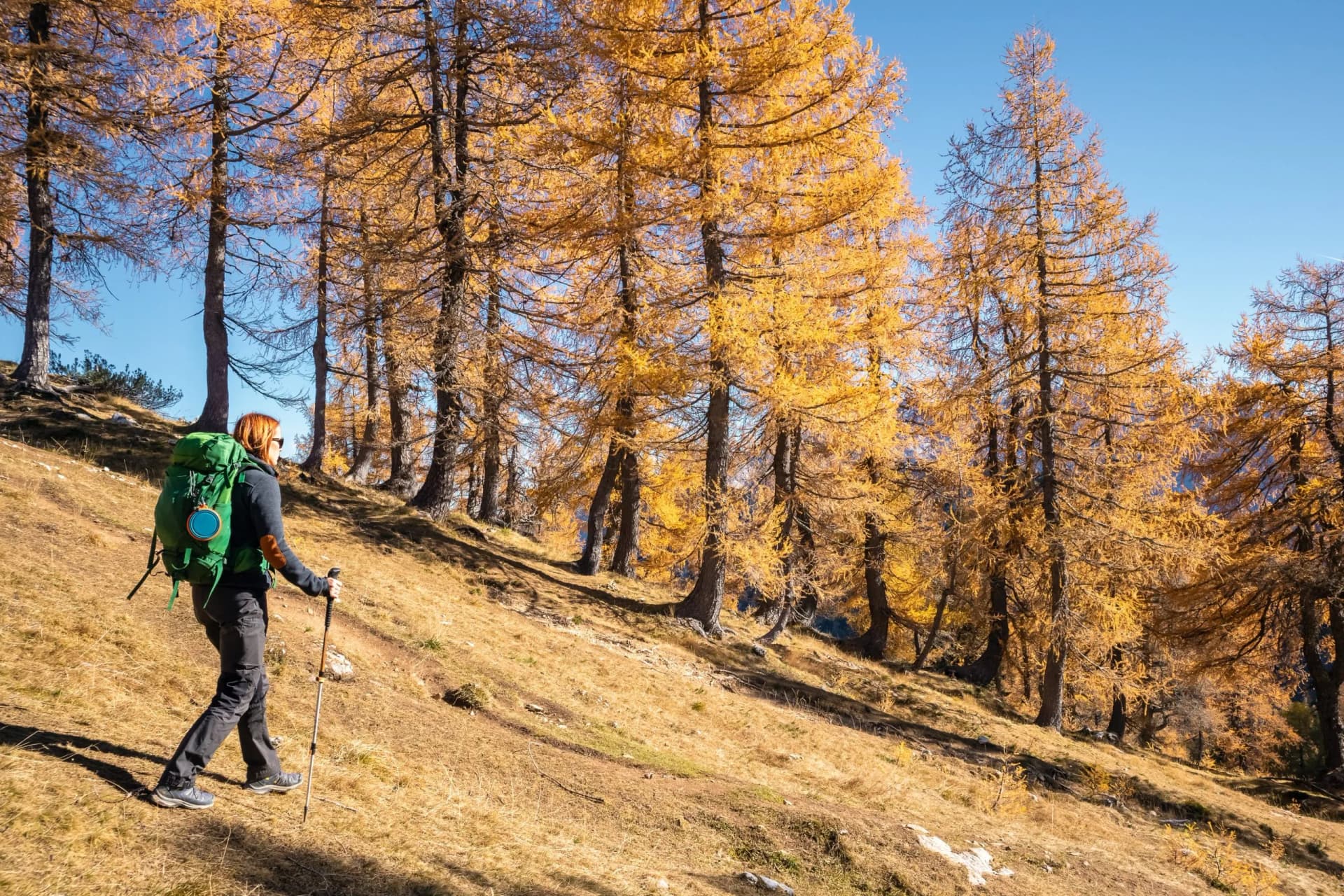 Hiker with backpack trekking uphill through Julian Alps forest with golden autumn foliage