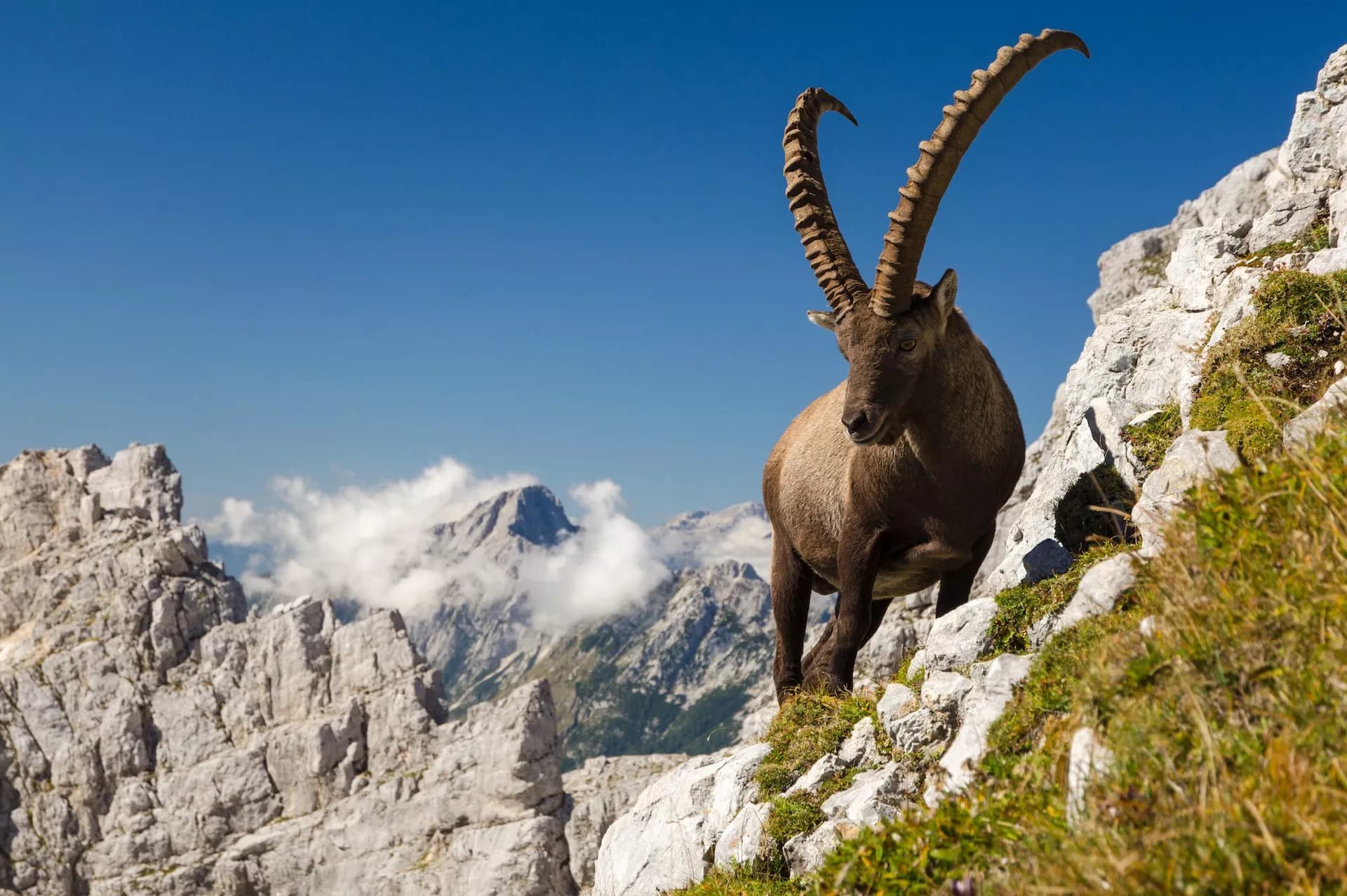 Ibex with large curved horns on rocky slope above Julian Alps mountains under blue sky.