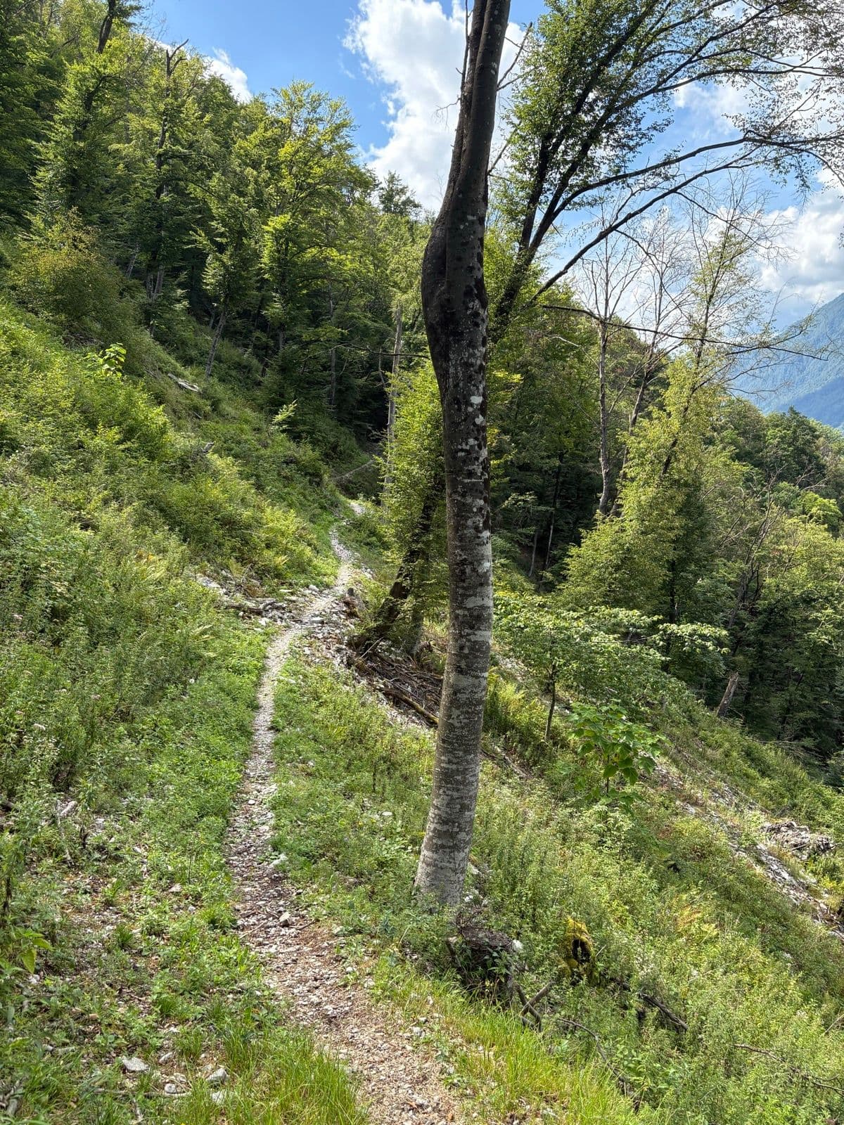 Narrow dirt hiking trail winding through a lush green forest on a mountain slope.