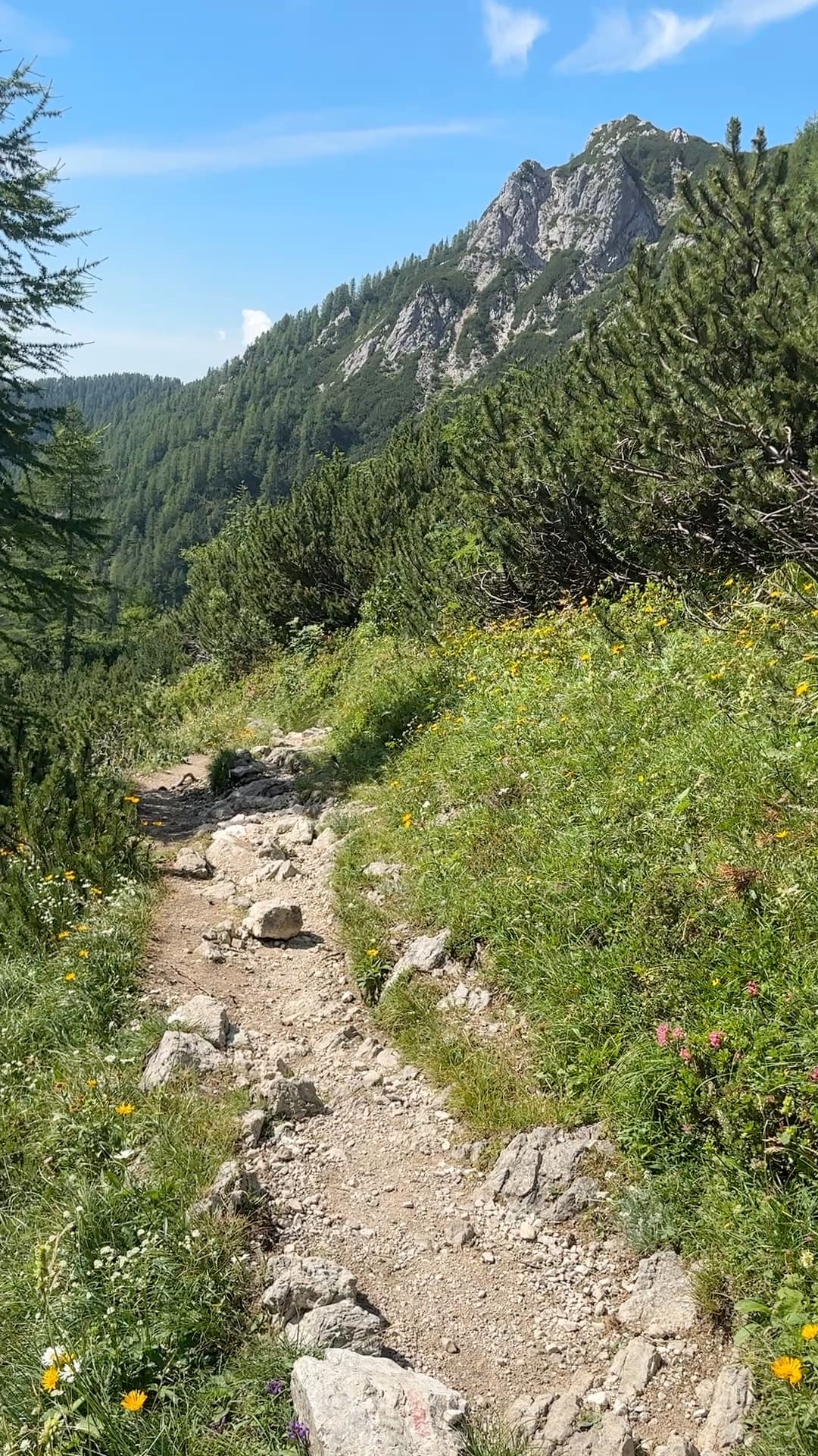 Rocky hiking trail through alpine meadow with wildflowers and mountain peak