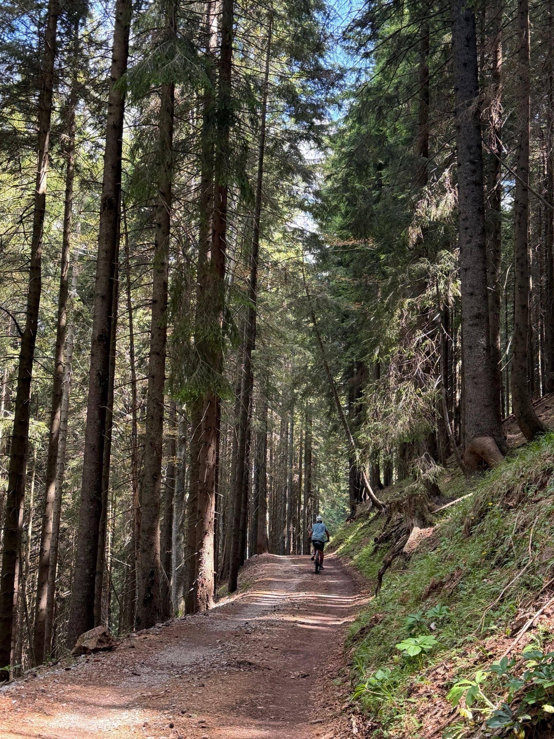 Cyclist riding on trail through tall spruce forest