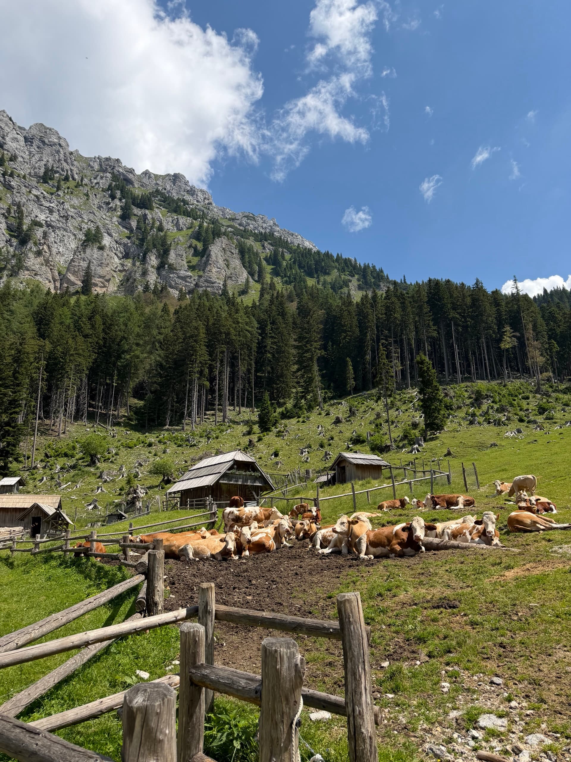 Cows resting in alpine pasture with wooden huts and mountain backdrop