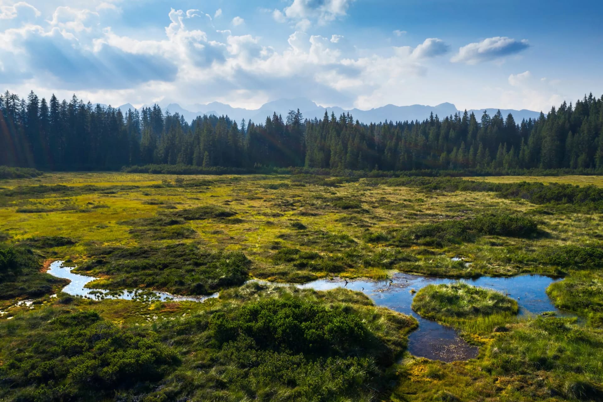 Marshland with winding stream, dense forest, and distant mountains under sunbeams on Pokljuka Plateau.