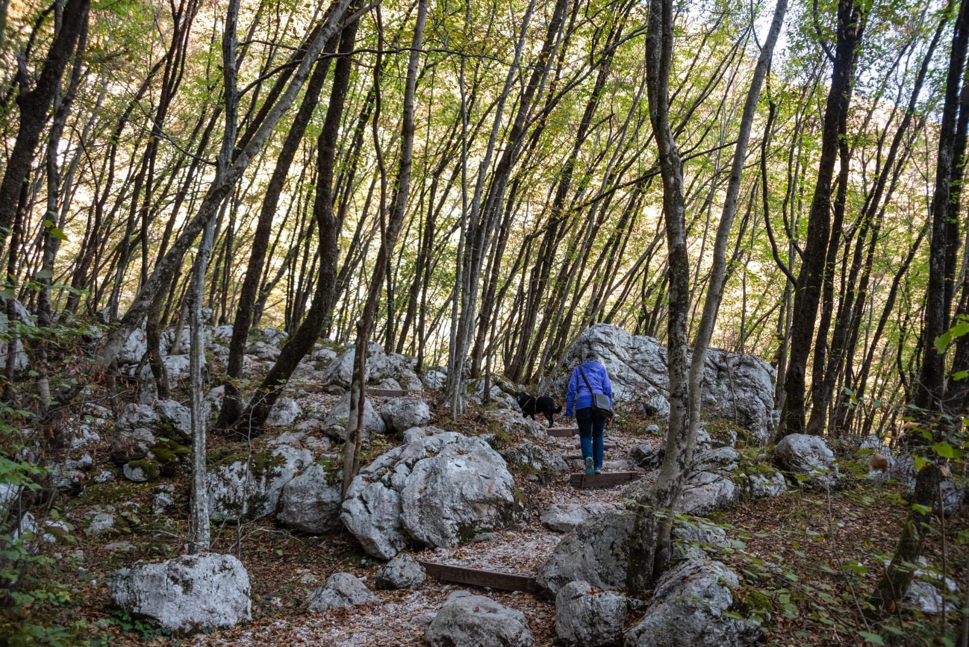 Hiker with dog ascending rocky forest path with small trees and sunlit canopy