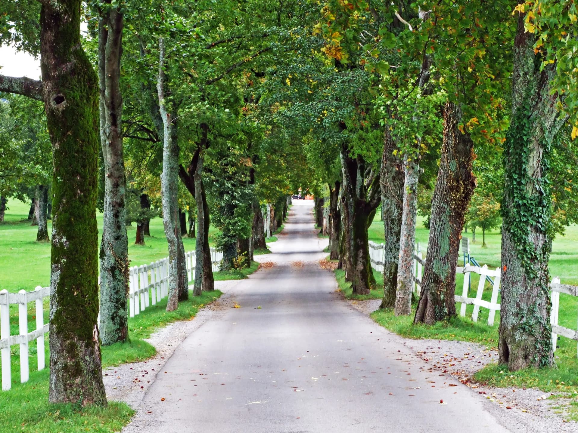 Road lined with mossy trees and white fences leading toward the Lipica Stud Farm.