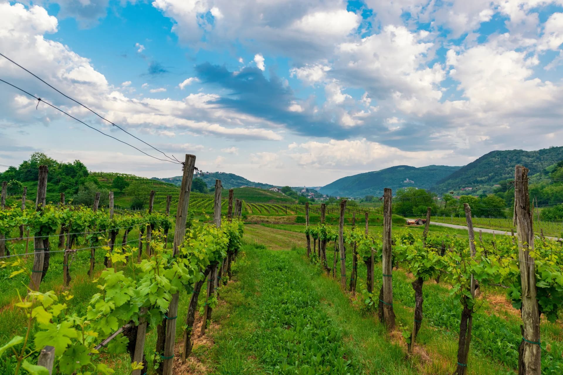 Vineyards in Vipava Valley with lush green vines and rolling hills under a cloudy blue sky.