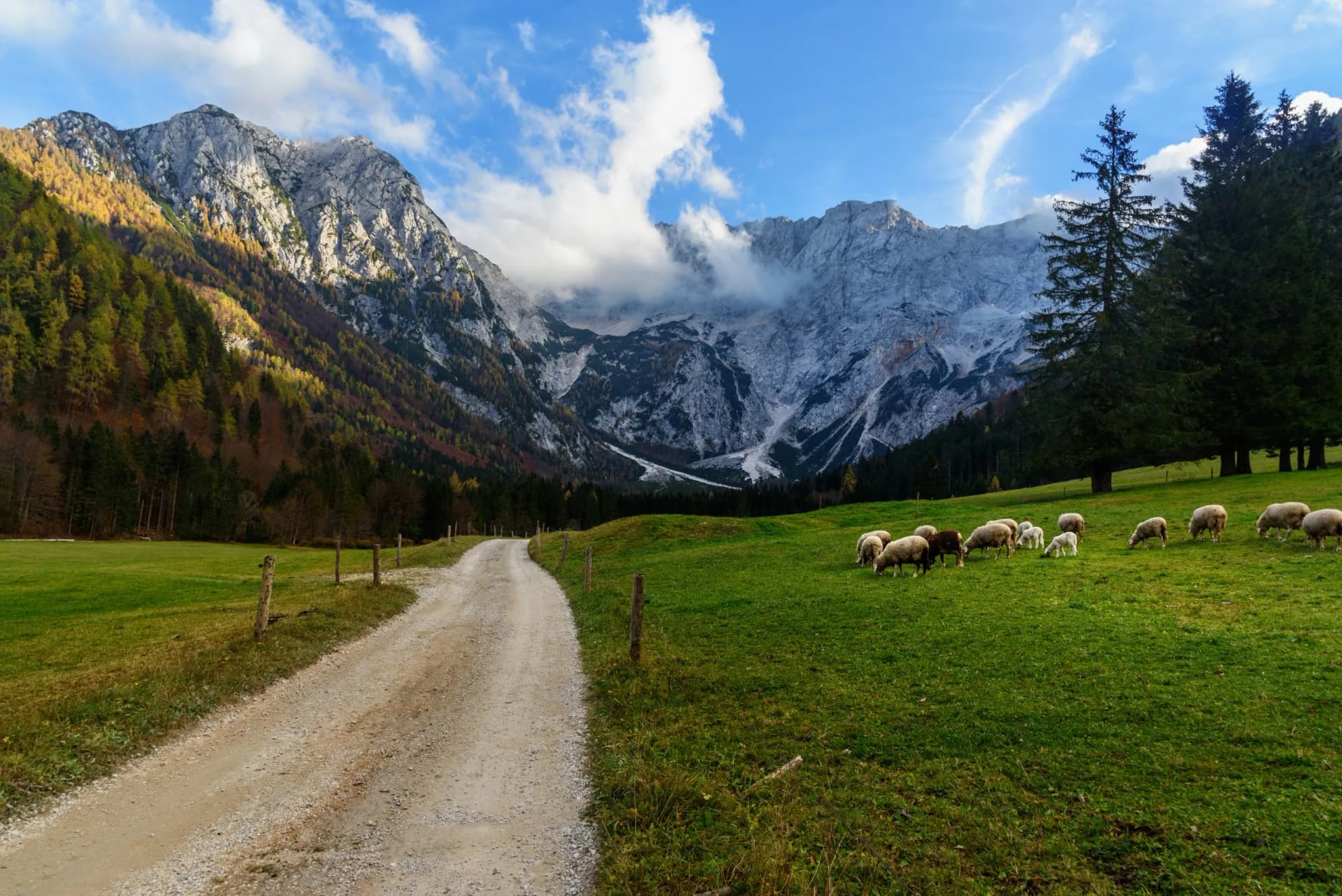Sheep grazing in green meadow beside dirt road with Mount Skuta in Zgornje Jezersko, Slovenia.