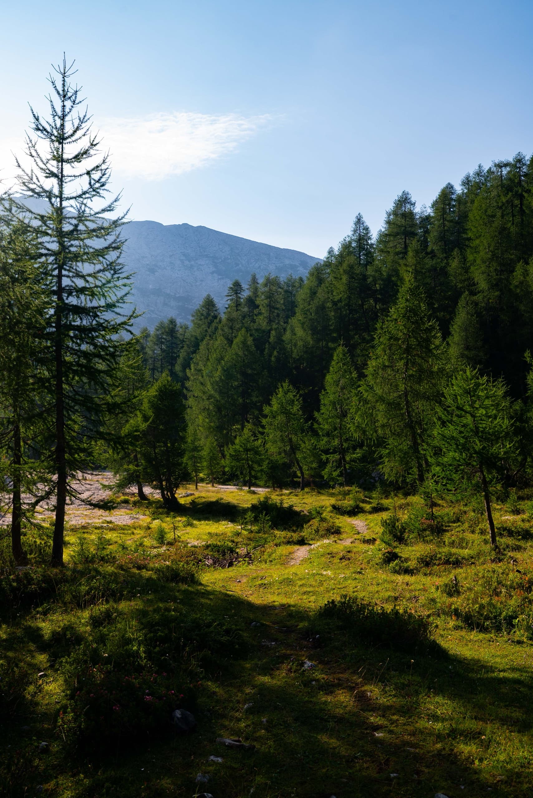 Sunlit clearing among larch trees with mountain backdrop and forest