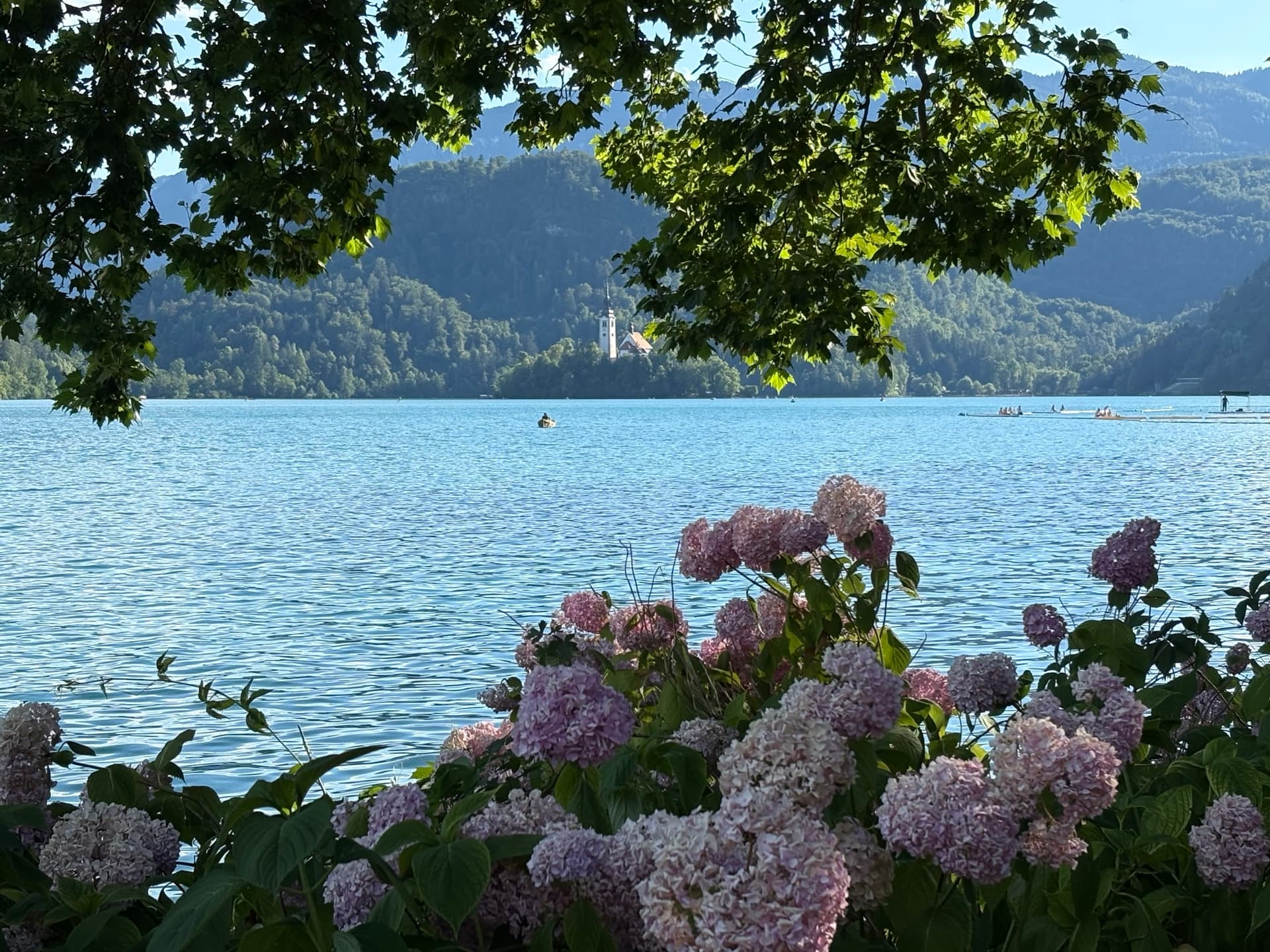 Pink hydrangeas on the shore of Lake Bled with island church in Slovenia