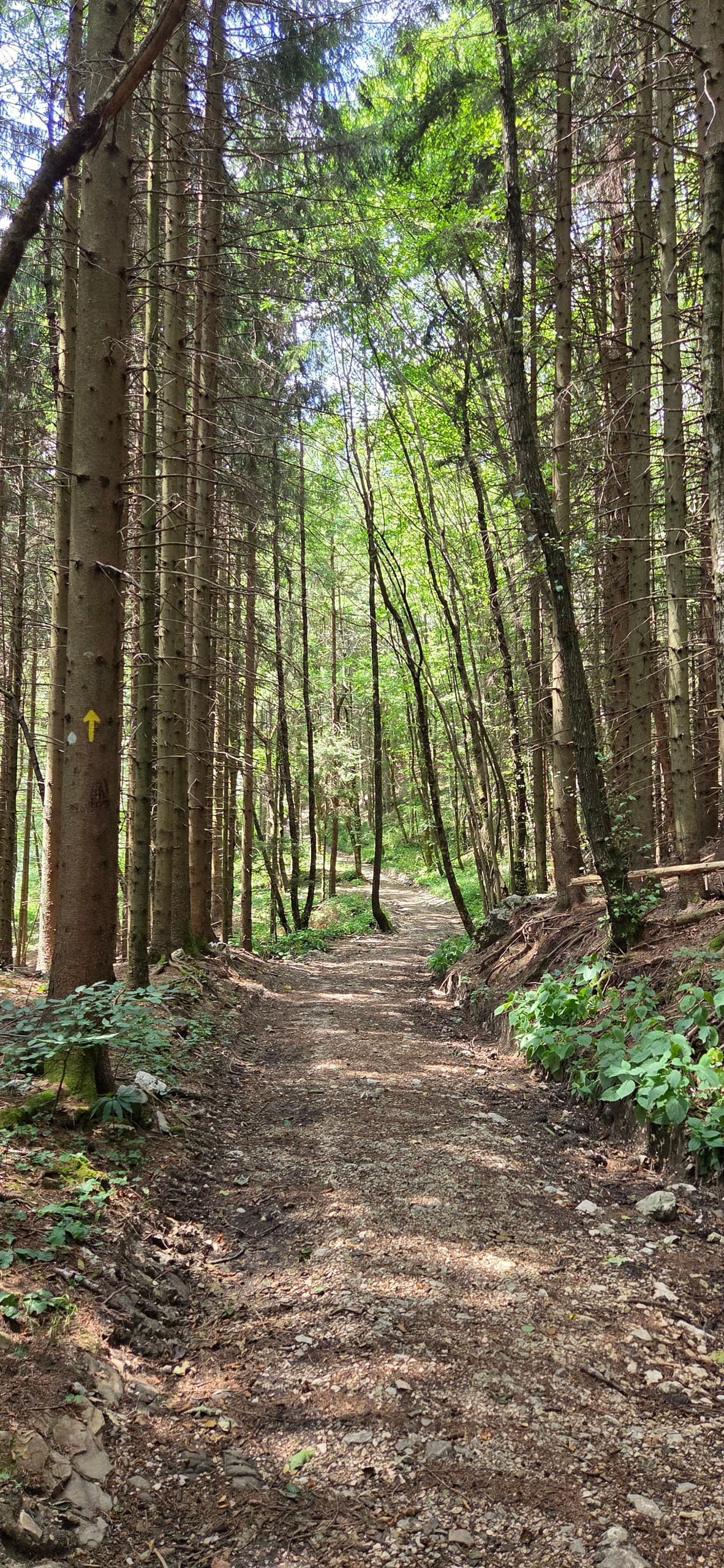 Forest track through tall spruce trees with dappled sunlight