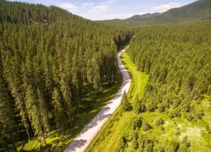 De uitgestrekte Pokljuka bossen