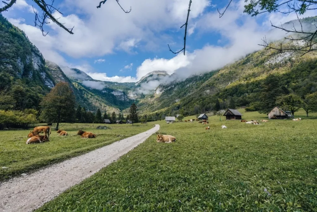 Voje vallei in Bohinj